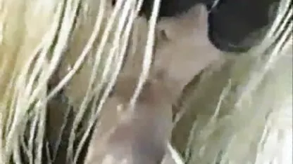 Donne Obese video hard amatoriali gratis con grandi seni volentieri irradiare il suo cavallo